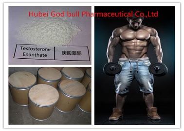 China 315-37-7 esteroide anabólico de la testosterona farmacéutica, polvo legal de Enanthate de la testosterona proveedor