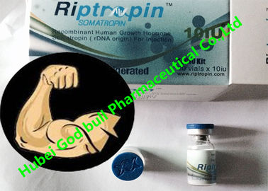 China Levantamiento de pesas 100iu de Hgh de la hormona de crecimiento humano de Riptropin/entrega de la caja fuerte del equipo proveedor