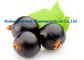 Ribes púrpura oscuro Nigrum L del extracto de la grosella negra para CAS antienvejecedor 84082-34-8 proveedor