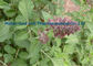 Rojo anaranjado 568-72-9 del polvo chino de la hierba de Salvia Miltiorrhiza Danshen proveedor